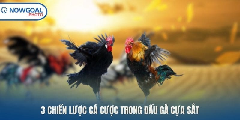 3 chiến lược cá cược trong đấu gà cựa sắt