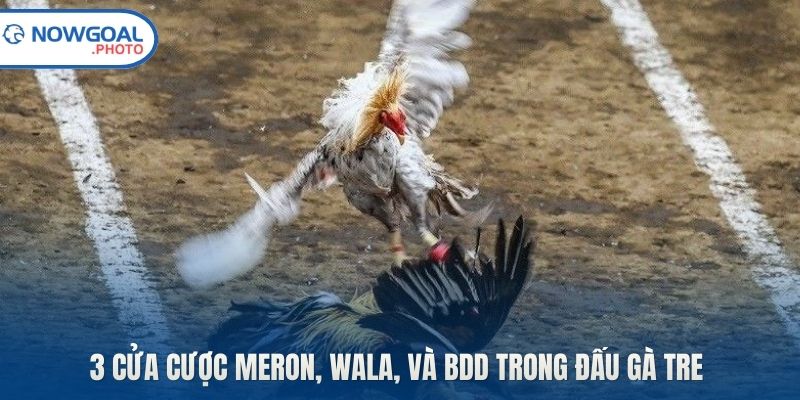 3 cửa cược Meron, Wala, và BDD trong đấu gà tre 