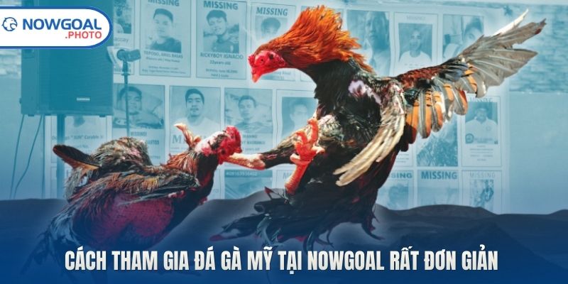 Cách tham gia đá gà Mỹ tại Nowgoal rất đơn giản 