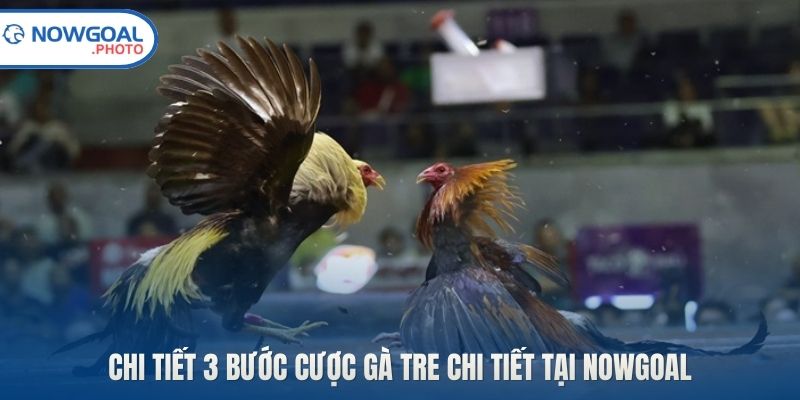 Chi tiết 3 bước cược gà tre chi tiết tại Nowgoal