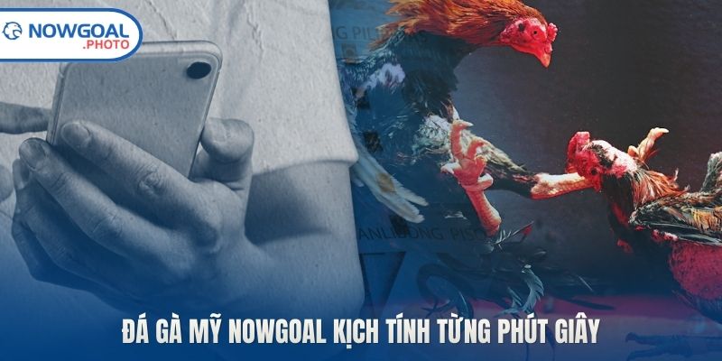 Đá gà Mỹ Nowgoal kịch tính từng phút giây