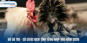 Đá Gà Tre – Cá Cược Kịch Tính Từng Nhịp Đấu Năm 2026
