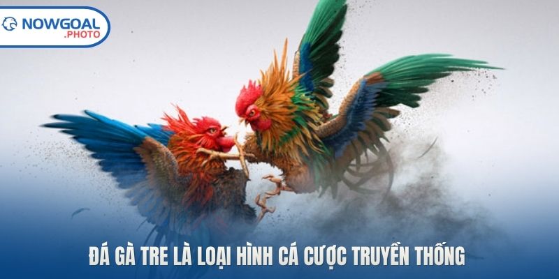 Đá gà tre là loại hình cá cược truyền thống 